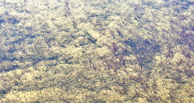 $339,900 | 2813 Mundy Avenue, White Cloud, MI 49349