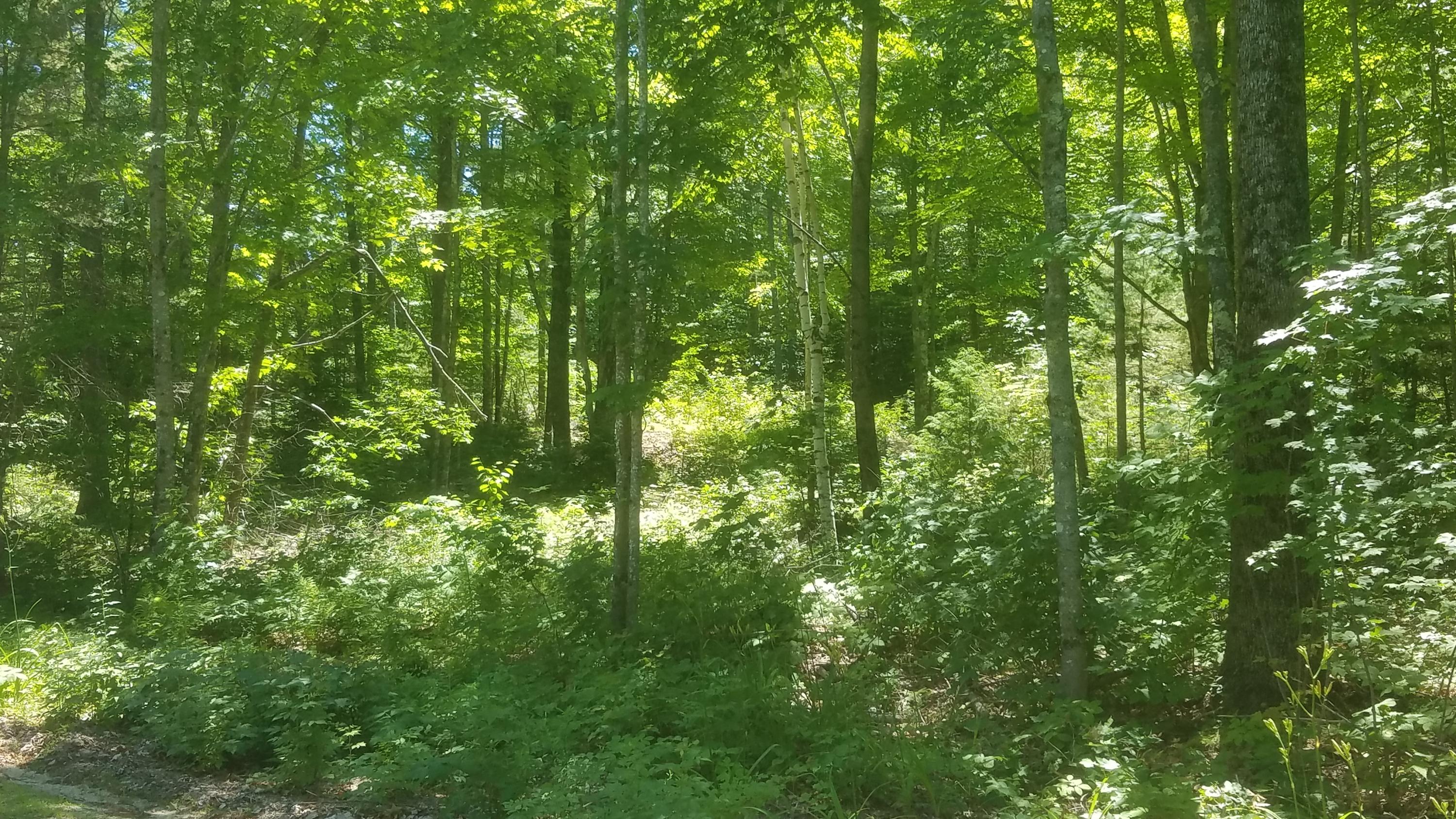 Tbd Rocky Dun Road West Baldwin, ME 04091 - Photo 3 of 4 20190708_131611