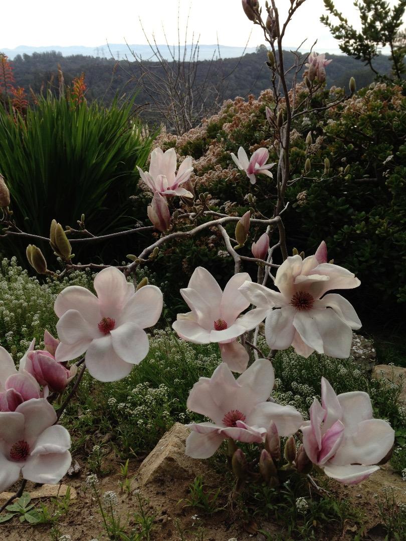 519 Strawberry Road Watsonville, CA 95076 - Photo 11 of 46 Gallery Image 11