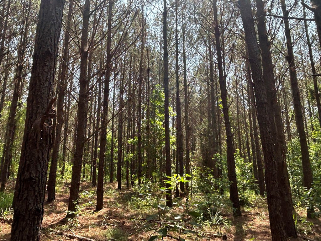 280 Tracie Road Carthage, MS 39051 - Photo 4 of 9 Photo 4