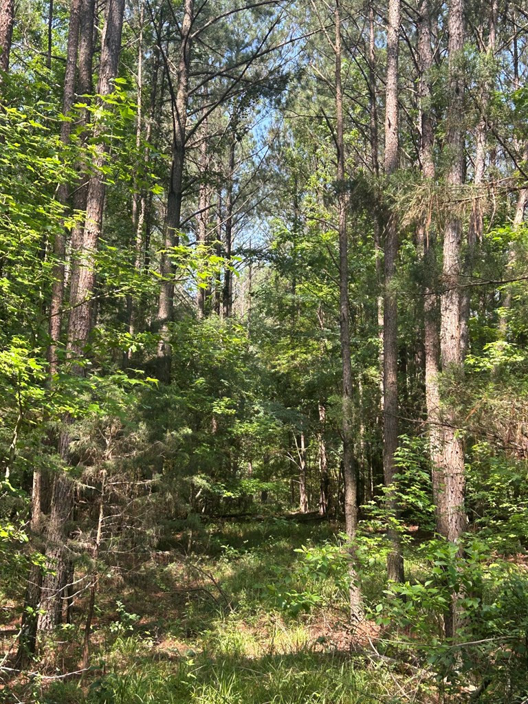 280 Tracie Road Carthage, MS 39051 - Photo 5 of 9 Photo 5