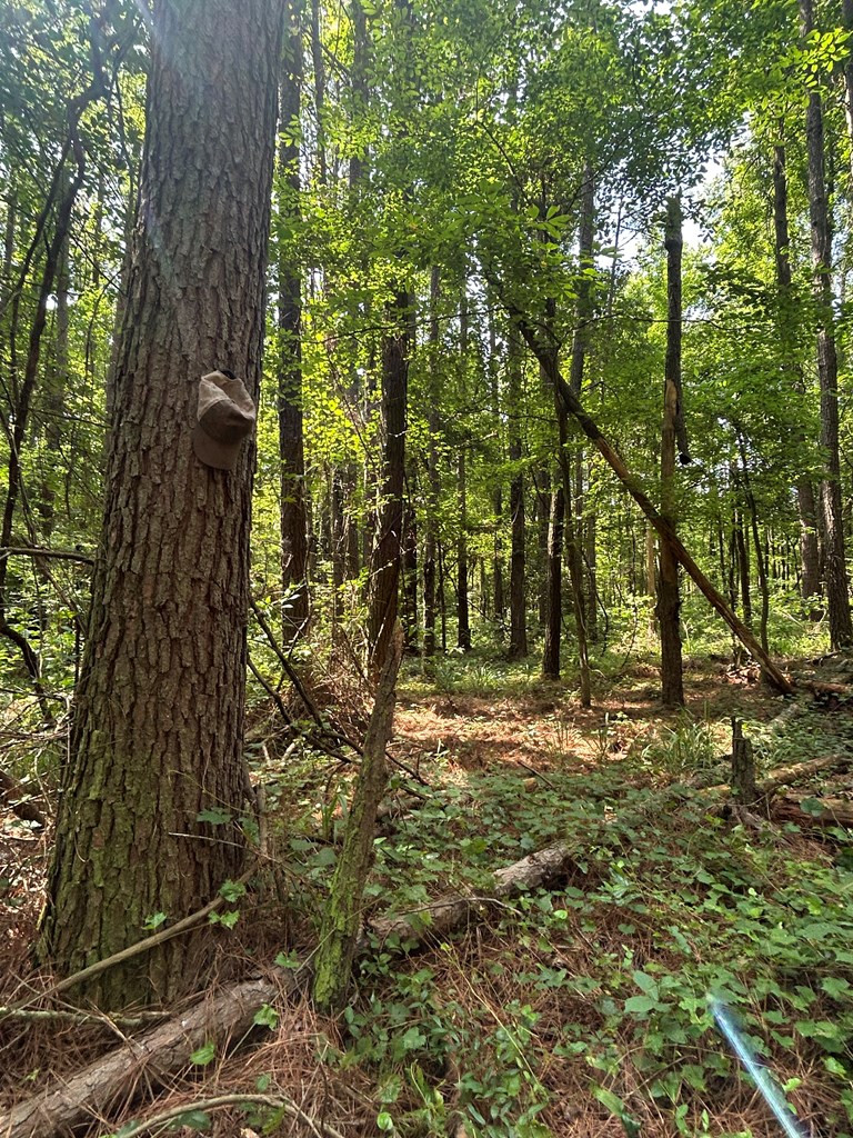 280 Tracie Road Carthage, MS 39051 - Photo 7 of 9 Photo 7