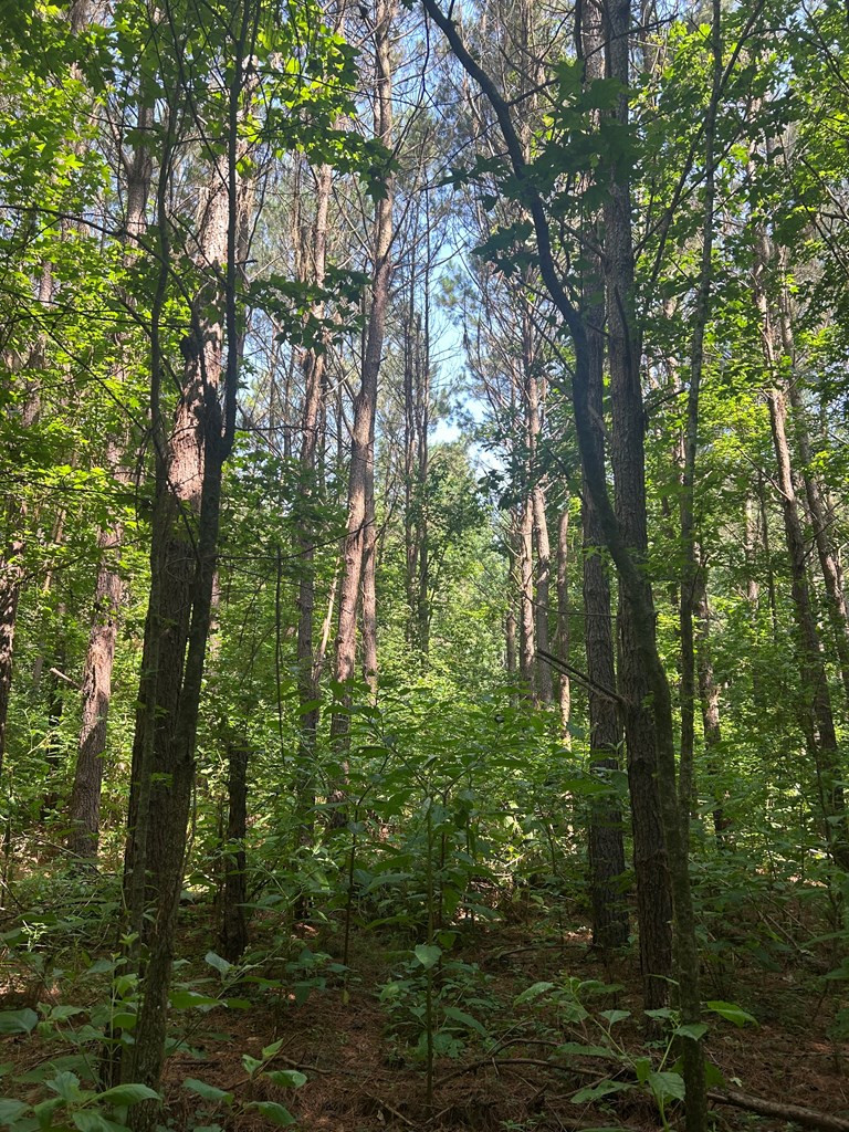 280 Tracie Road Carthage, MS 39051 - Photo 9 of 9 Photo 9