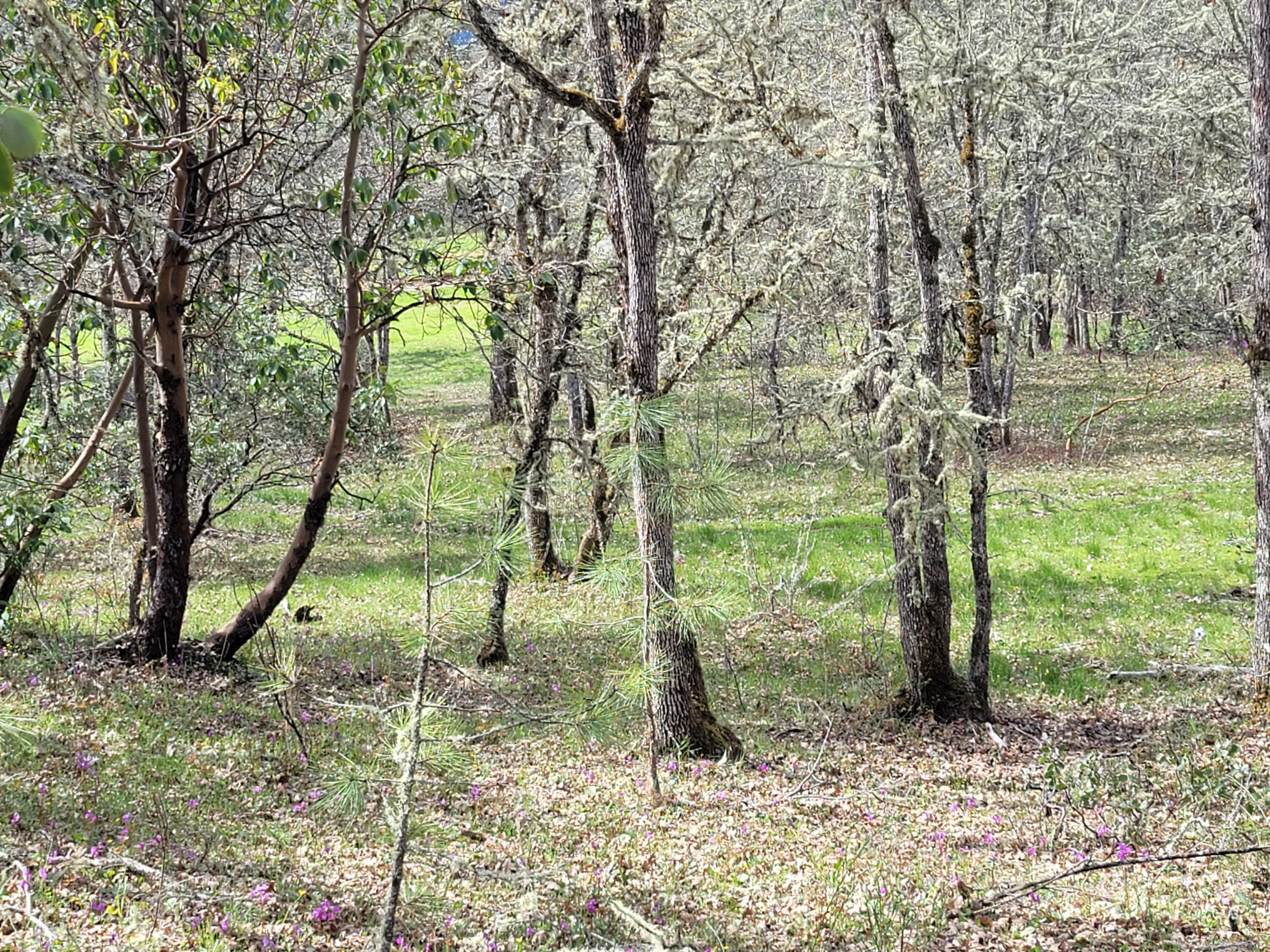 6998 Lower River Road Grants Pass, OR 97526 - Photo 2 of 9 20210410_113244