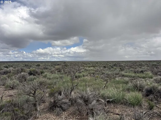 a view of a dry yard with lots of trees
