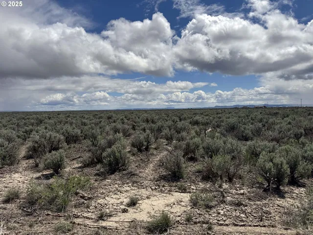 a view of a dry yard with lots of trees
