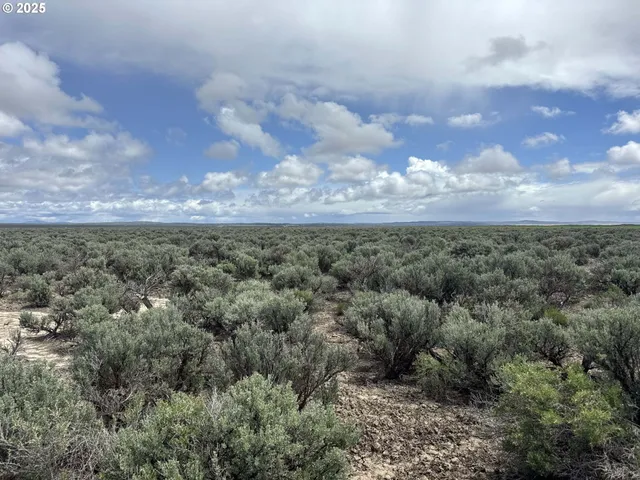 a view of a field of trees