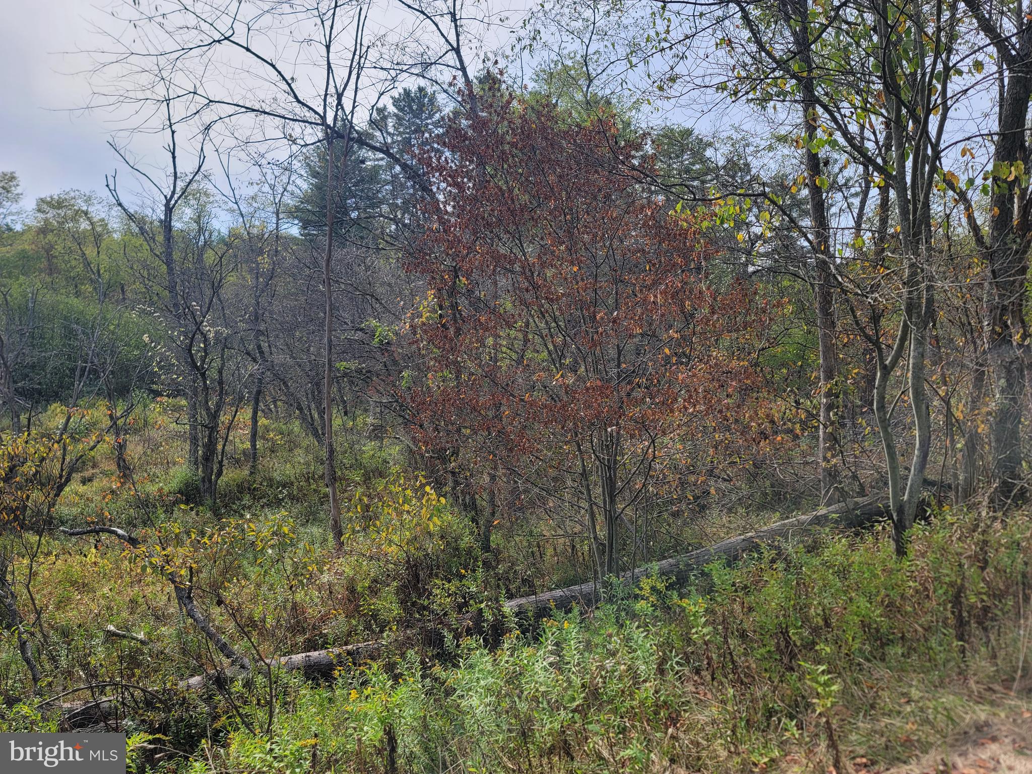 342 Forest Mine Road Smokerun, PA 16681 - Photo 21 of 25 Land