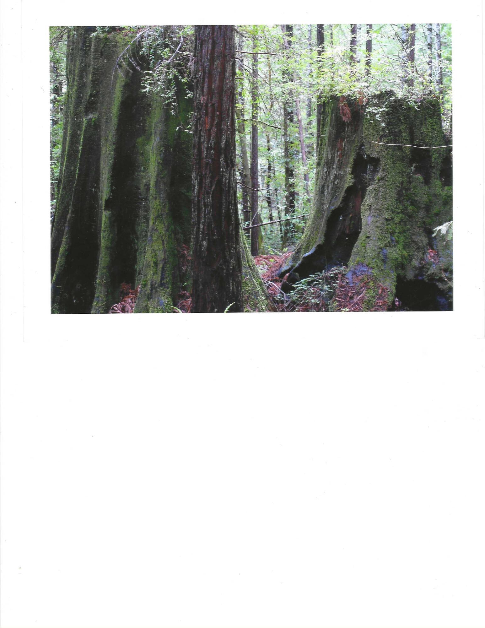 195 Rd A Whitethorn, CA 95589 - Photo 32 of 47 Redwood Trees