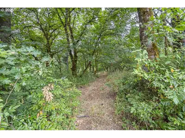 a view of a lush green forest