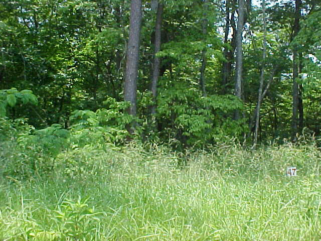 Lot 47 Cherokee Drive Rutledge, TN 37861 - Photo 3 of 3 Lot 47-2
