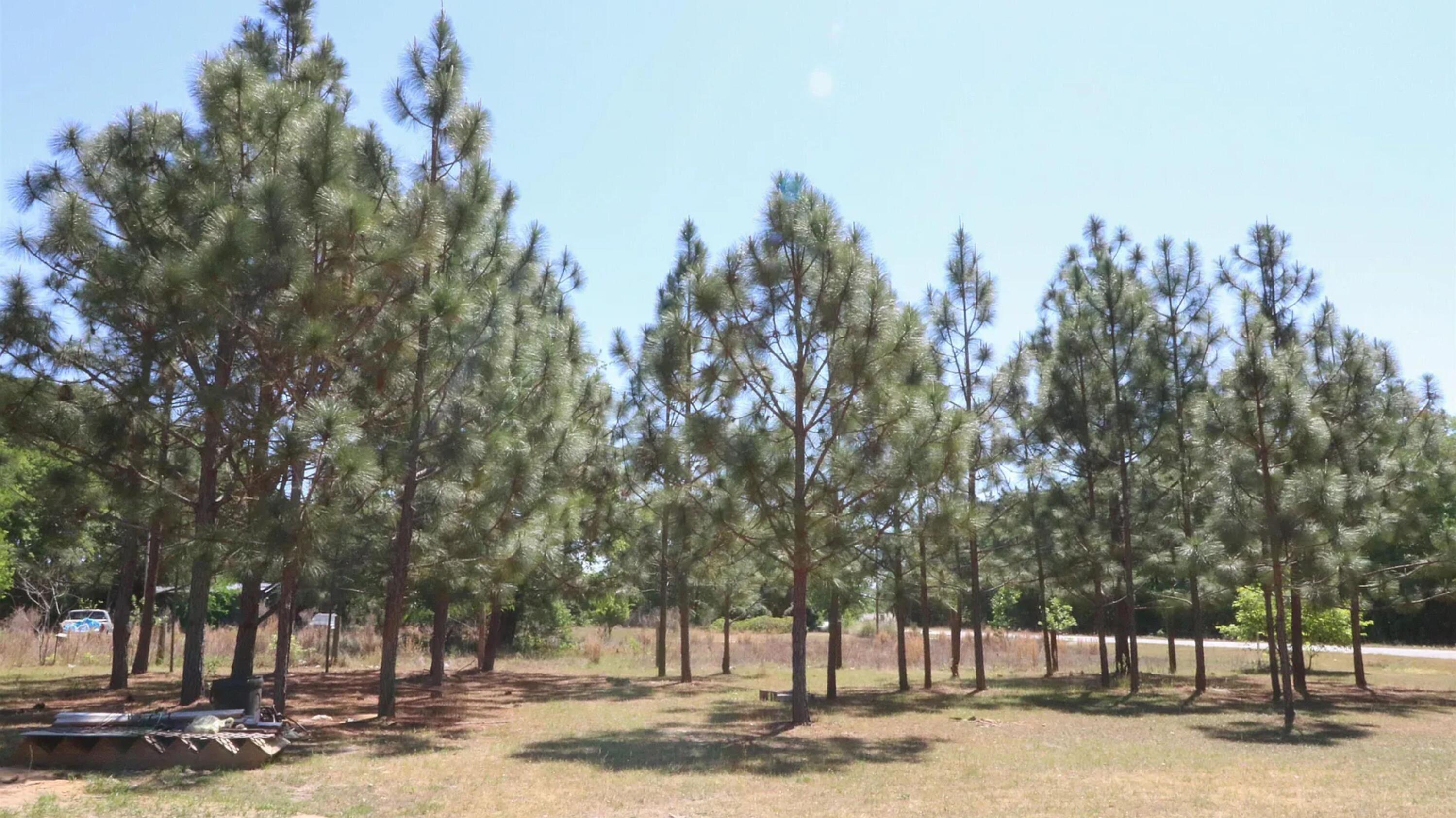 6227 Hollow Creek Road Salley, SC 29137 - Photo 20 of 24