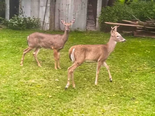 a view of a yard with a tree