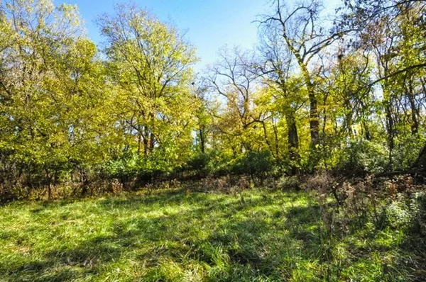 a view of a forest with trees in the background