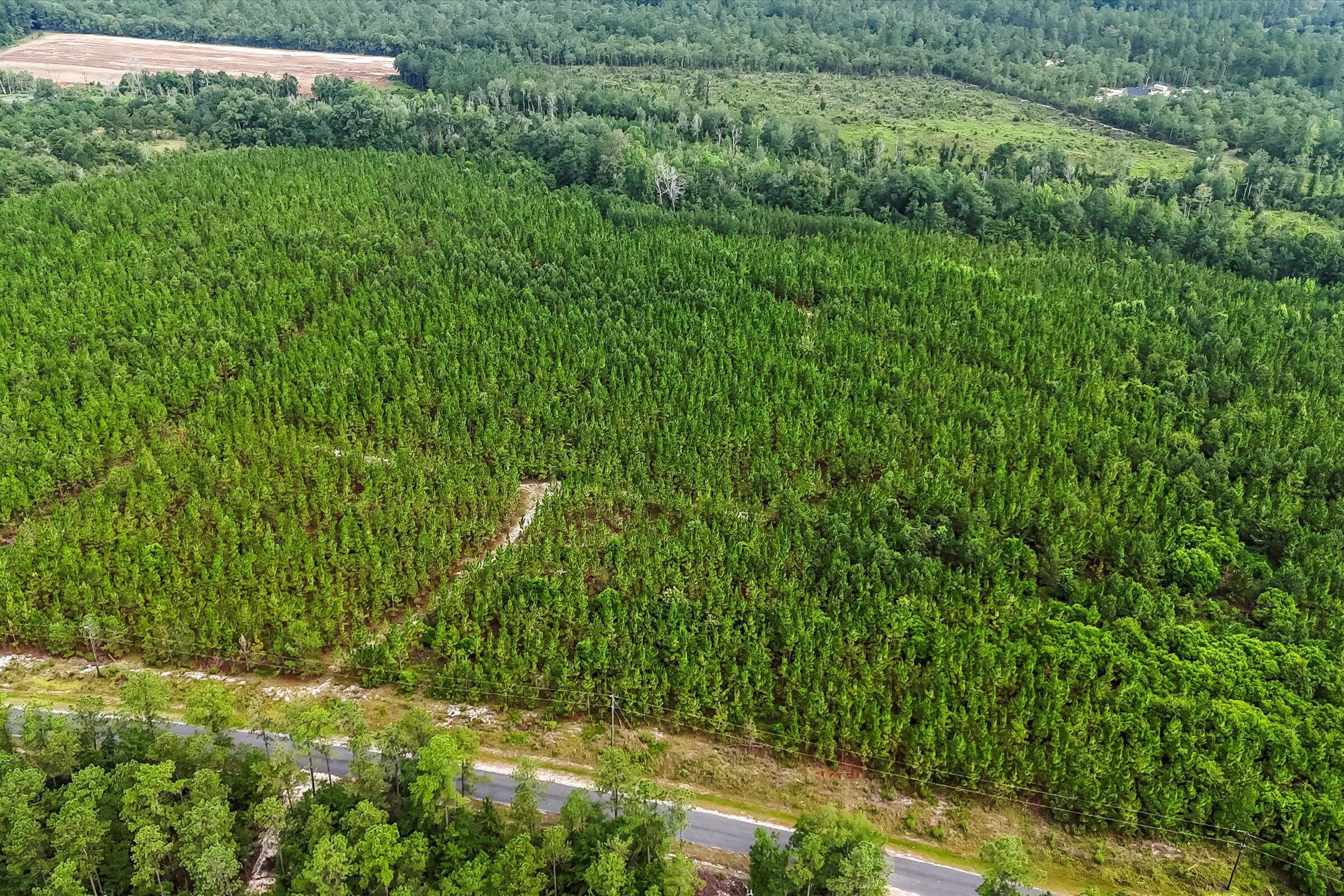 687 White Pond Road Williston, SC 29853 - Photo 10 of 16
