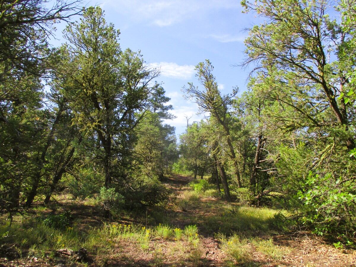 5-6 Black Bear Road Ramah, NM 87321 - Photo 24 of 64 Gallery Image 24