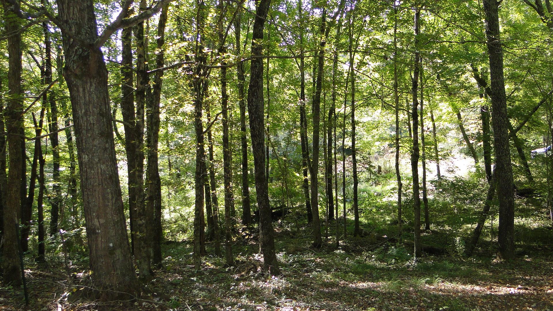 7323 Spencer Mill Road Fairview, TN 37062 - Photo 5 of 13