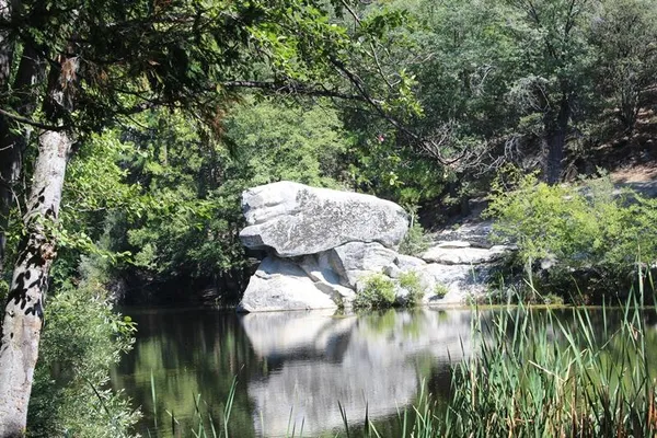 a backyard of a house with lots of green space and plants