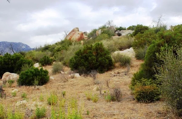 a view of a yard with plants and tree