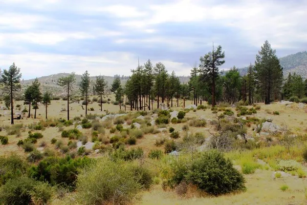 a view of a large yard with lots of trees
