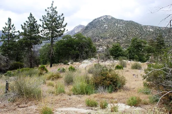a view of a yard with a tree