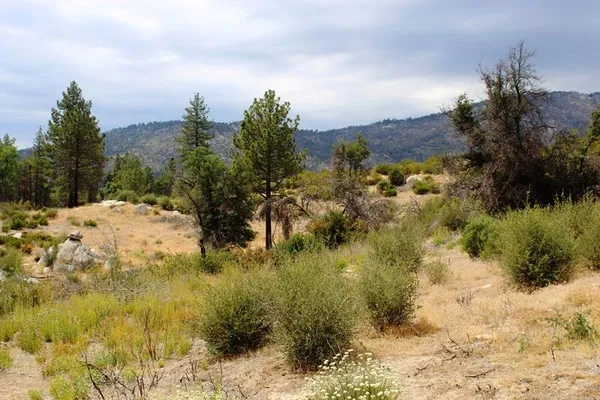 a view of a yard covered with snow in outdoor space