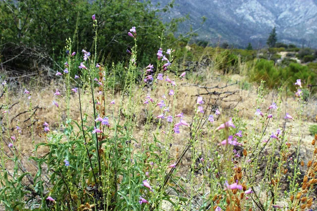 a view of a flower in a garden