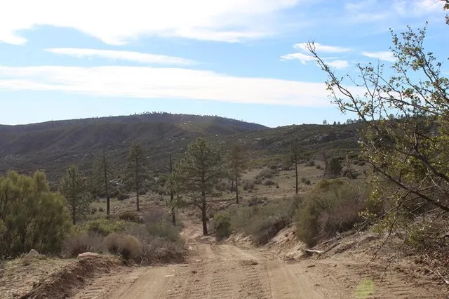 a view of a dry yard