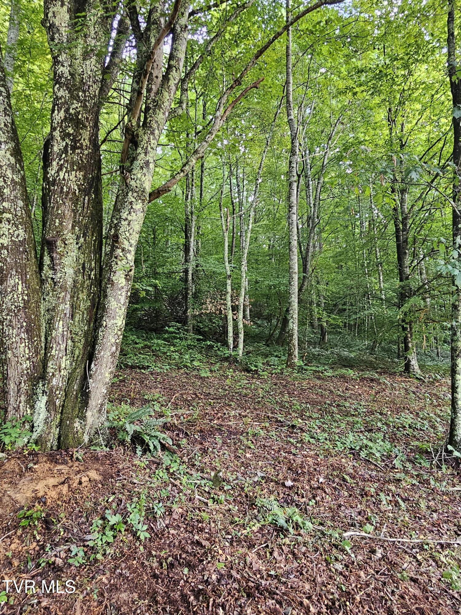 Tbd Caney Valley Road, Unit 1 Surgoinsville, TN 37873 - Photo 8 of 18 cc4