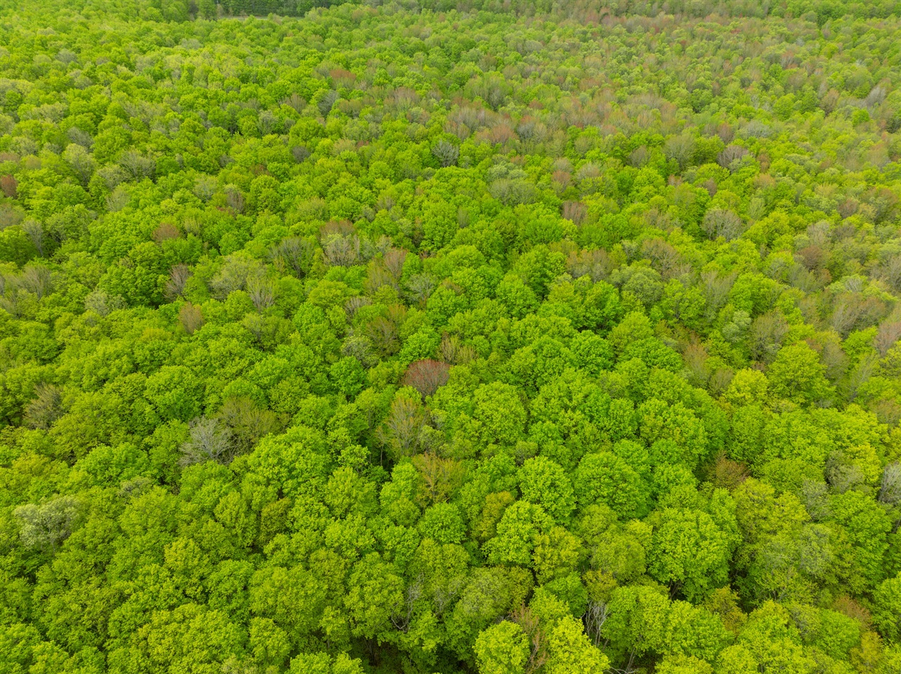Vl Covert Road Northeast Mancelona, MI 49659 - Photo 17 of 22