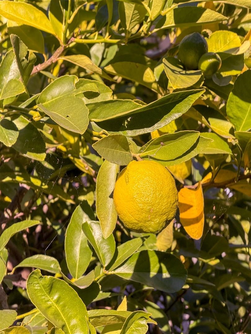 4630 Redwood Road Oakland, CA 94619 - Photo 6 of 58