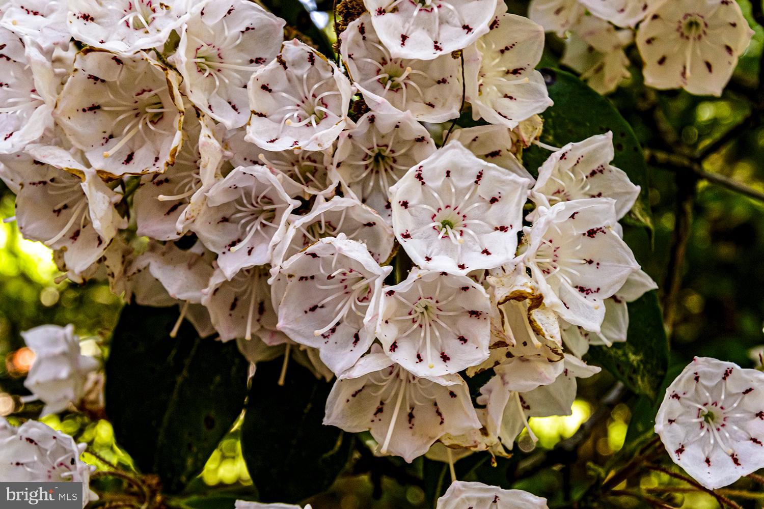 32 Summit Pass Medford, NJ 08055 - Photo 29 of 34 The Mountain Laurel is in full bloom