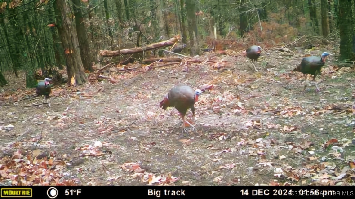 Lot 2 State Aa Road Roach, MO 65787 - Photo 23 of 29