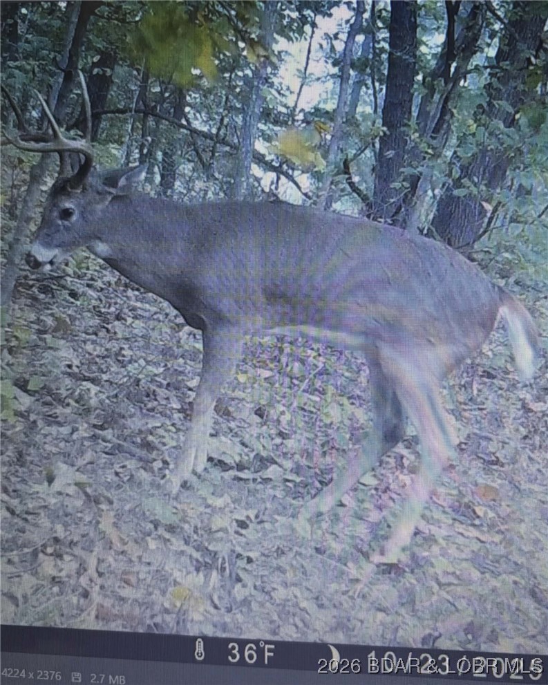 Lot 2 State Aa Road Roach, MO 65787 - Photo 29 of 29