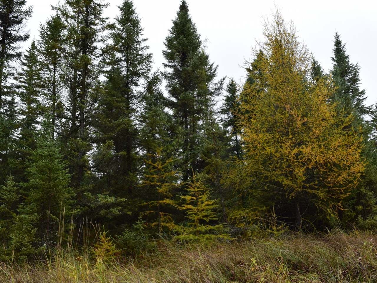 On On Lake Road Tomahawk, WI 54487 - Photo 6 of 23 Gallery Image 6