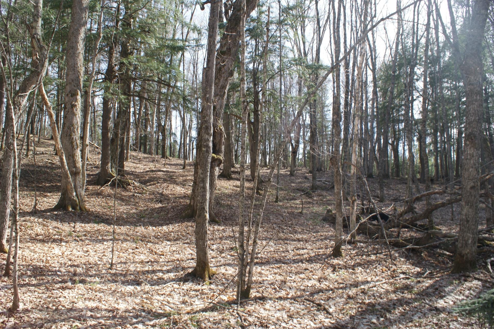 Tbd Tall Timbers Road Presque Isle, WI 54557 - Photo 8 of 16 Gallery Image 8