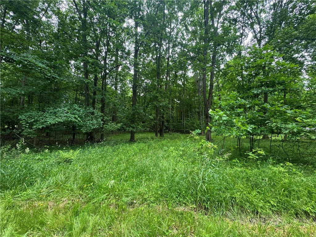 a view of a lush green forest