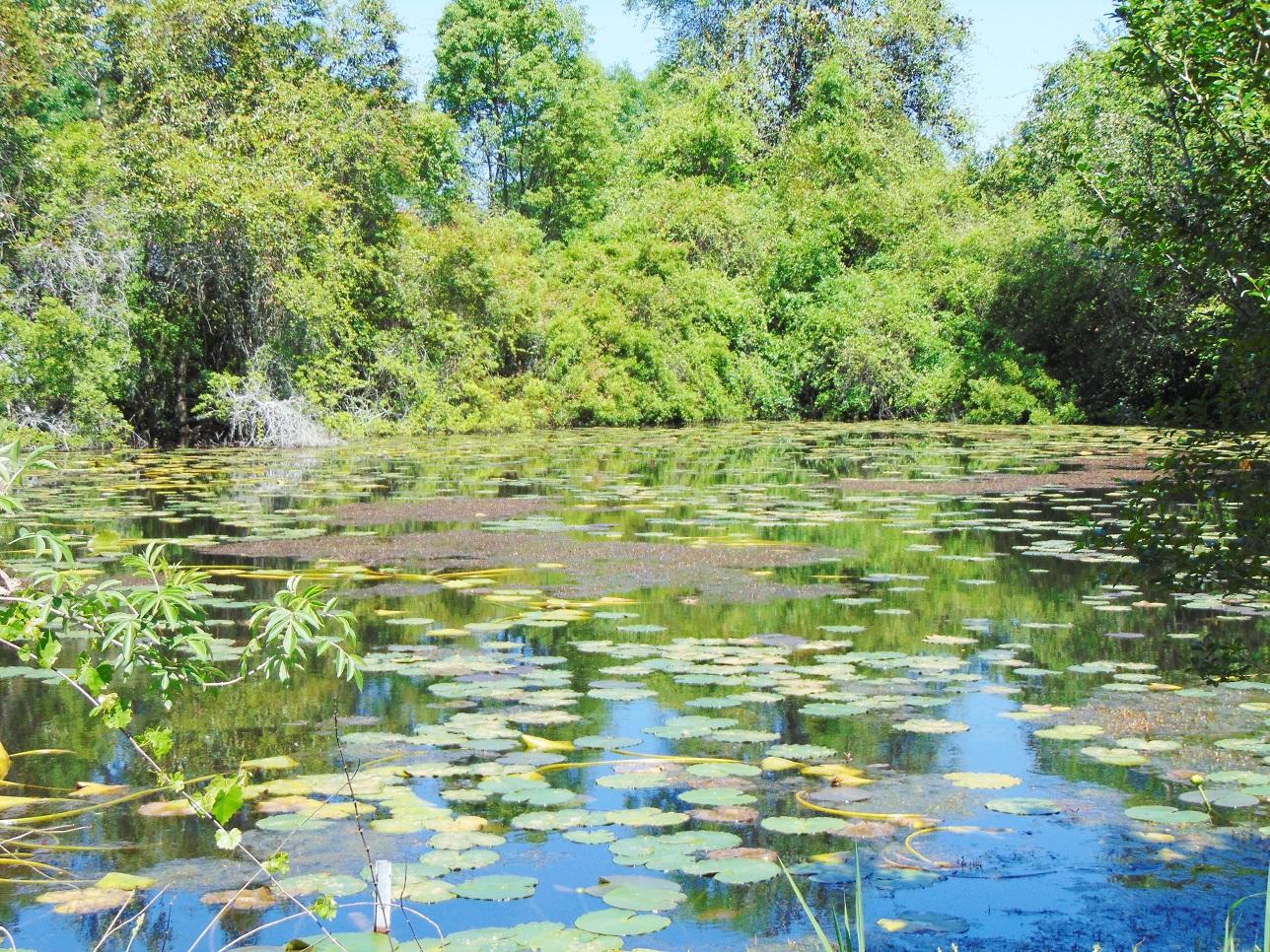 493 North Norwood Road DeFuniak Springs, FL 32433 - Photo 40 of 56 Pond (2)