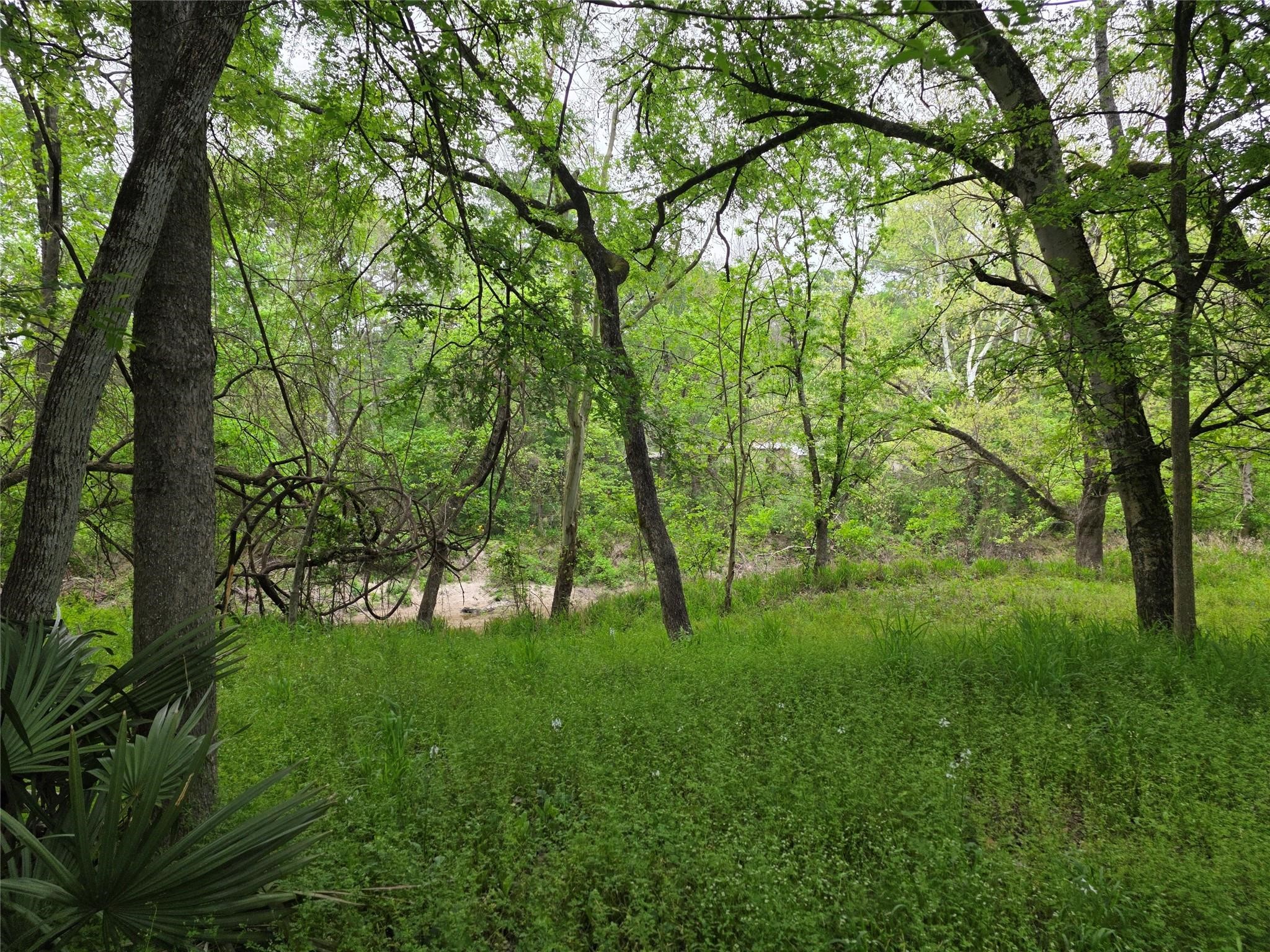 15 Caney Court Huntsville, TX 77320 - Photo 2 of 7 a backyard of a house with lots of plants and large trees