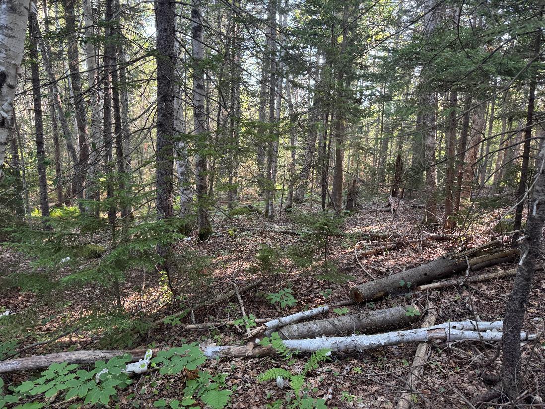 0 Pine Tree Lane Boothbay, ME 04537 - Photo 6 of 8 Gosselin photo 3