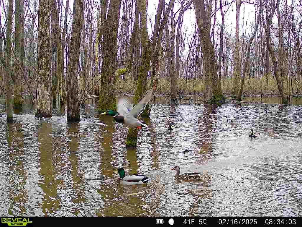 a view of lake with trees