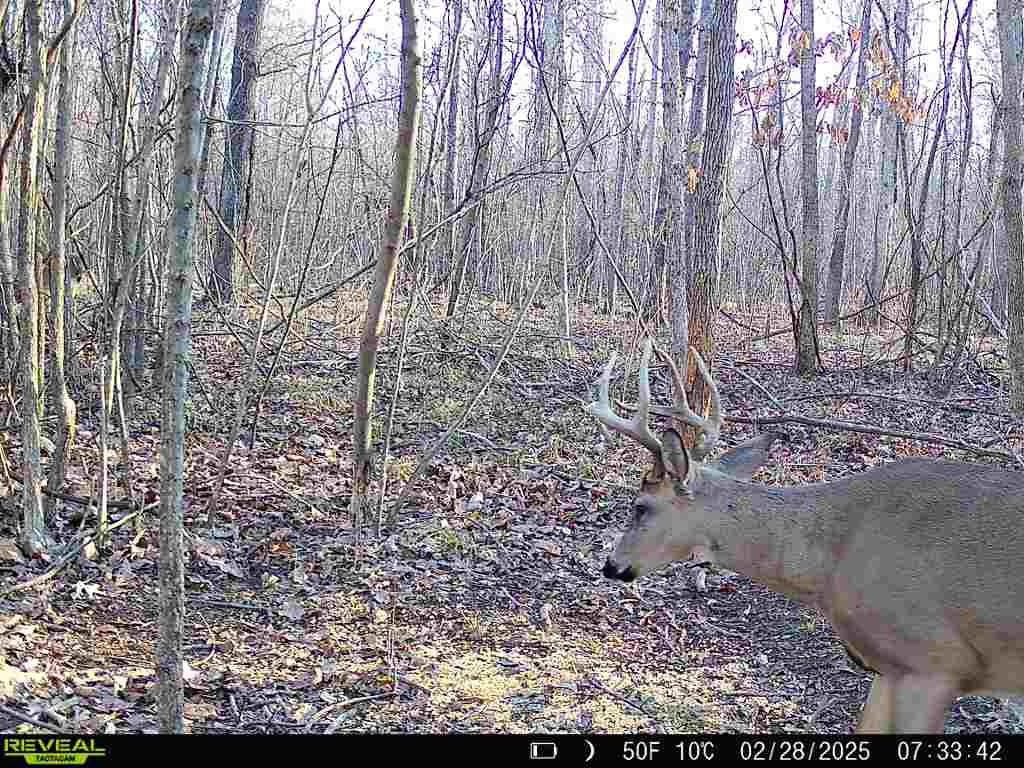 483 Phillips 131 Road Marvell, AR 72366 - Photo 31 of 40 a view of a yard with lots of green space