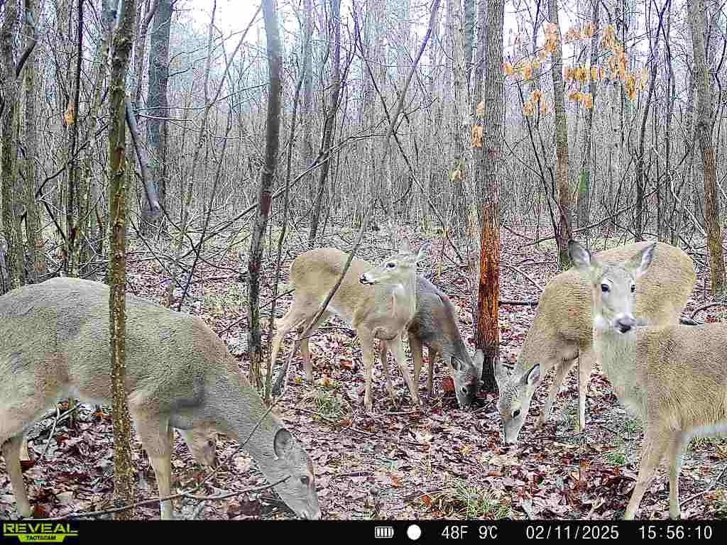 483 Phillips 131 Road Marvell, AR 72366 - Photo 33 of 40 a view of a yard
