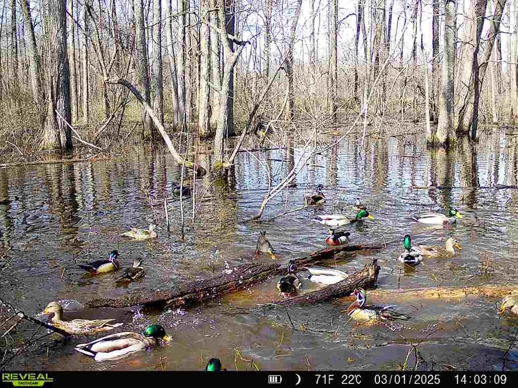 483 Phillips 131 Road Marvell, AR 72366 - Photo 34 of 40 a view of outdoor space with patio