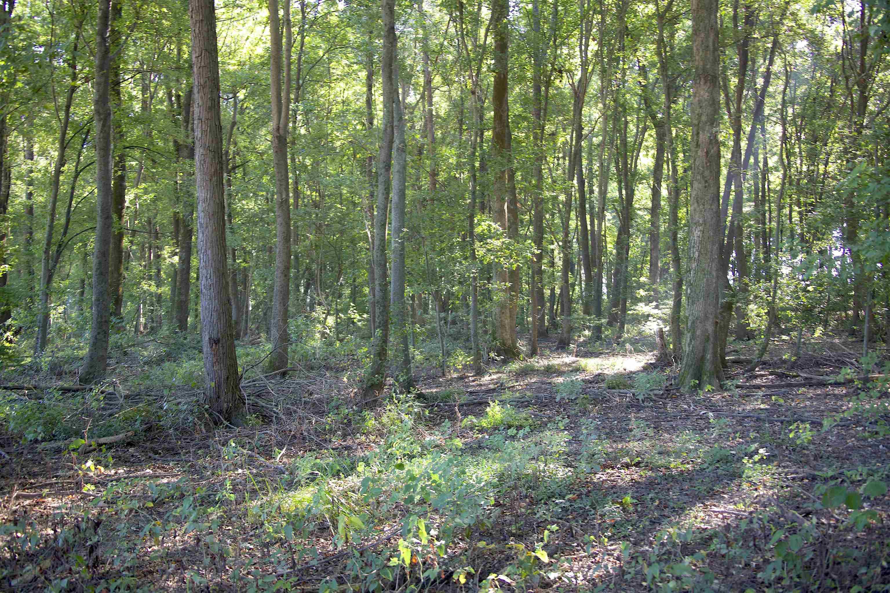 483 Phillips 131 Road Marvell, AR 72366 - Photo 8 of 40 a view of a forest that has large trees