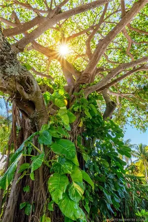 a backyard of a tree