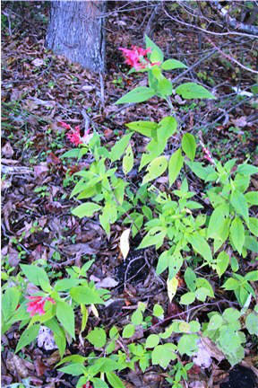 3019 Frontage Road Buchanan, VA 24066 - Photo 47 of 49 Woodland Flowers
