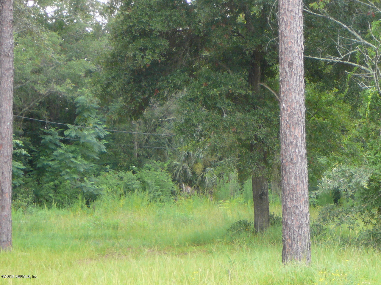 540 Jackson Road Jacksonville, FL 32225 - Photo 5 of 10 a view of a lush green forest with lots of trees