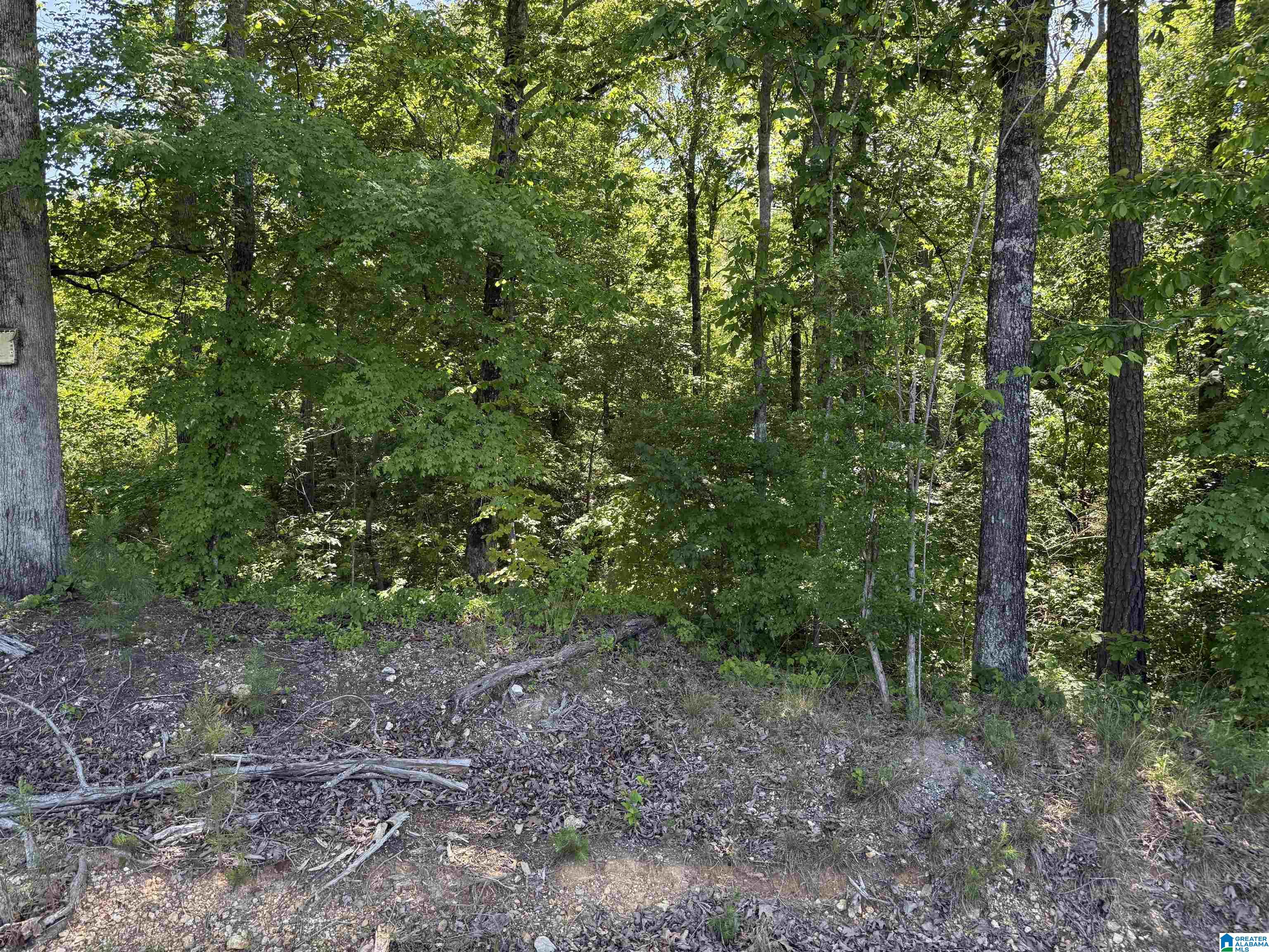 0 Murdock Road Attalla, AL 35954 - Photo 3 of 3