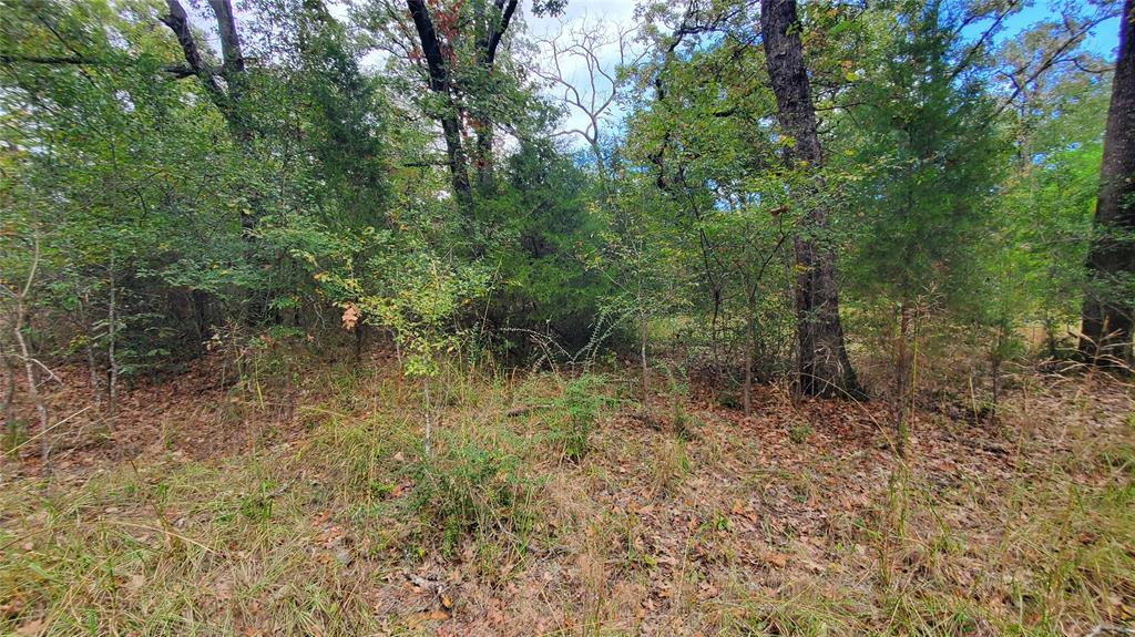 0 Apache Trail Log Cabin, TX 75148 - Photo 15 of 19 a view of a forest with a trees
